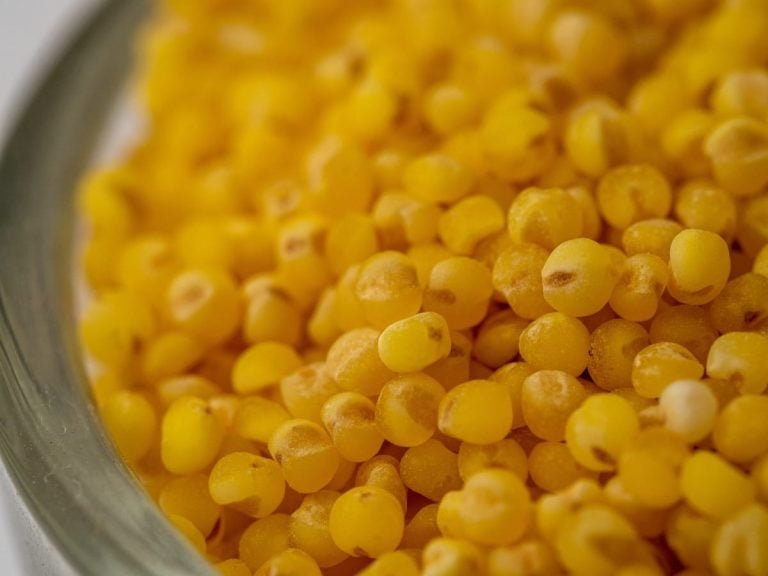 Miglio|Campo di miglio|farina di miglio di Meraviglie in pasta|fettuccine farina di miglio di Meraviglie in pasta|fettuccine farina di miglio di Meraviglie in pasta|fettuccine farina di miglio di Meraviglie in pasta