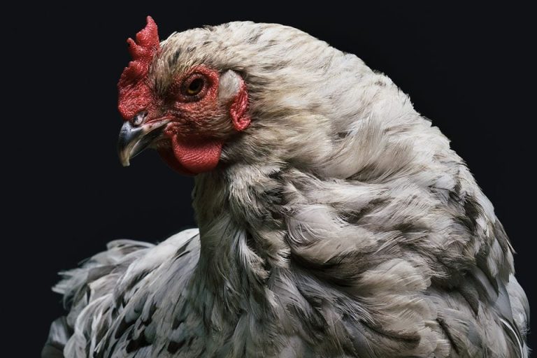 Una gallina in primo piano|Fontana di cioccolato a Je mange donc je suis