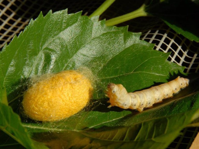 Nido di seta|Nido di Seta_bachi mangiano le foglie di gelso|Nido di Seta-viaggio in Thailandia|Nido di seta_Baco|Nido di seta-processo per fare la seta|Nido di seta_tessitura|Nido di seta_colorazioni naturali_tartufo nero di Calabria
