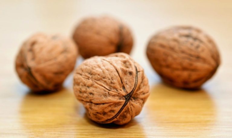 Scopri le ricette con le noci