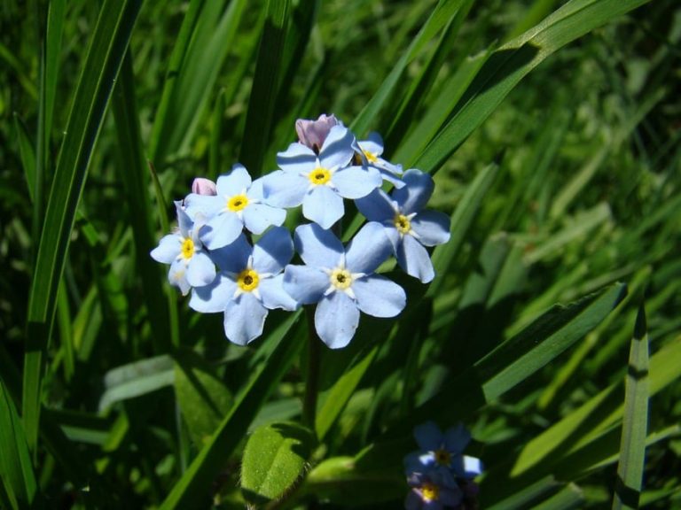 Fiori eduli