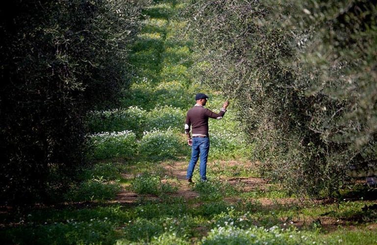 L'uliveto di Masciangelo in Abruzzo
