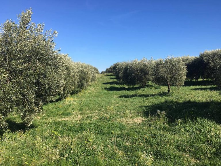 Un uliveto in Campania