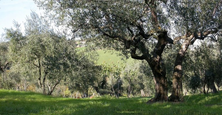 Un uliveto in Emilia Romagna|La tenuta di Palazzo Varignana|L'aia della Tenuta Pennita