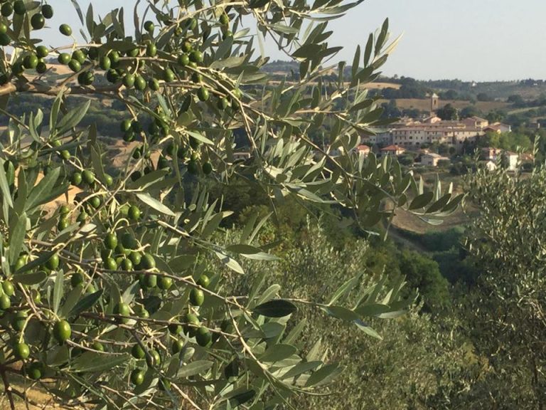 Ulivo e panorama|olio