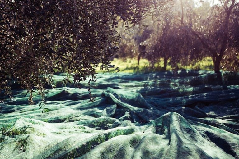 Olio toscano|Giacomo Grassi|Franci