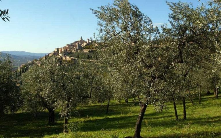 Ulivi a Trevi||
