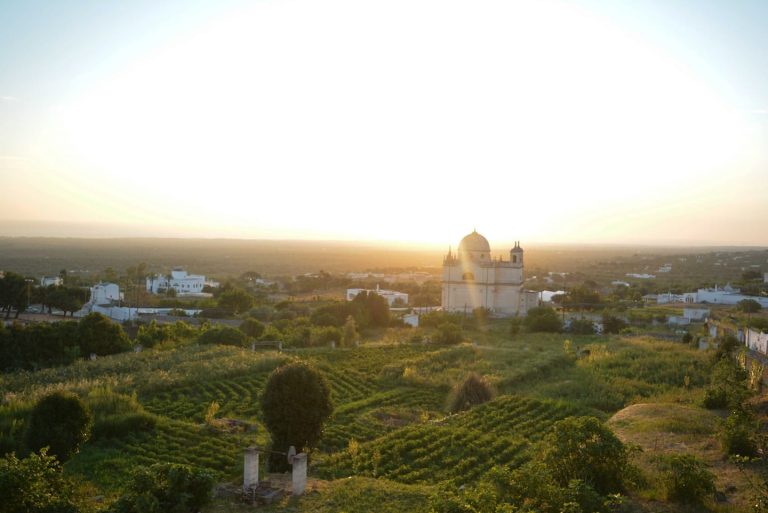 Gli orti di Ostuni|Bieta dalle coste colorate|Broccolo negli orti di Ostuni|Carciofo nero a Ostuni