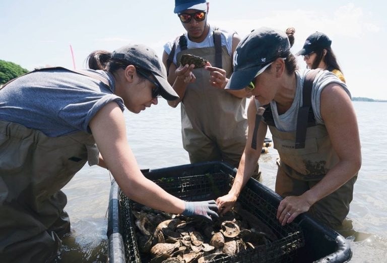 La squadra di Billion Oyster Project sistema le ostriche in mare|Uno chef ricicla i gusci di ostriche consumate al ristorante|Coltivazione delle ostriche nelle acque dell'Hudson