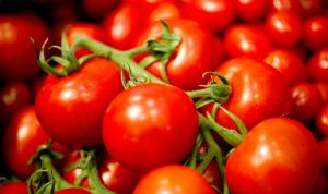 Pomodoro di Pachino|19 pomodori costoluti verdoni a tavola|tutto-pomodoro-di-stefano-baiocco