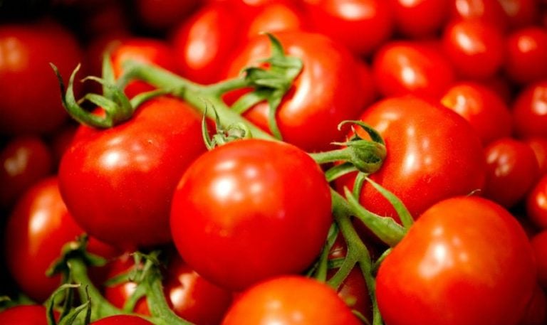 Pomodoro di Pachino|19 pomodori costoluti verdoni a tavola|tutto-pomodoro-di-stefano-baiocco