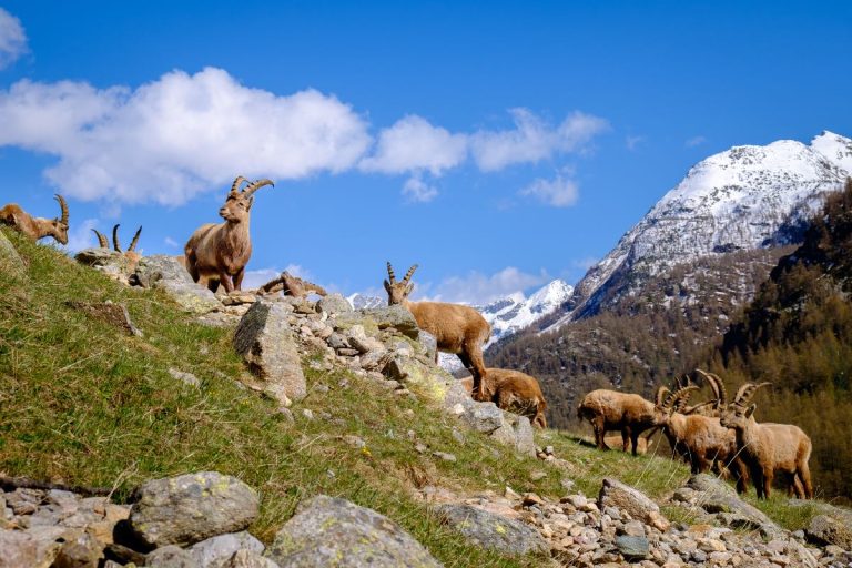 |Fontina - Gran Paradiso