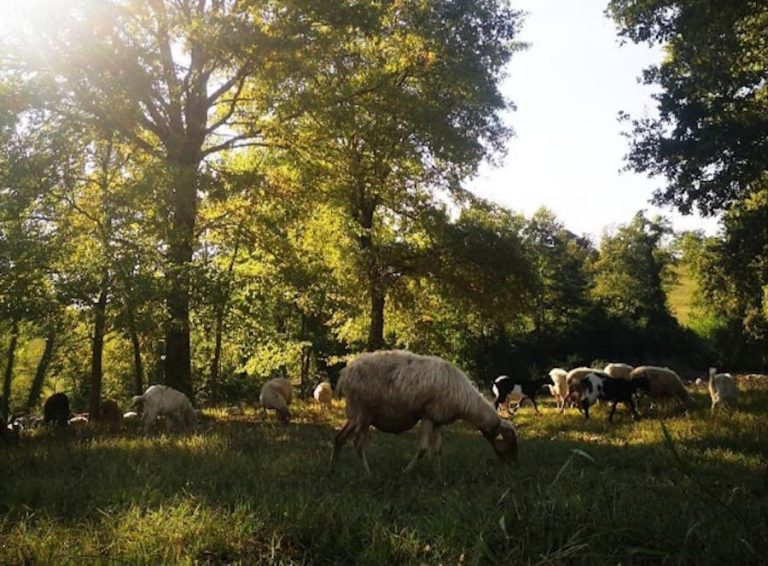 Pascolo azienda Agricola San Maurizio di Maria Pia|Caterina Maceroni con il padre|Frumento Ludwig azienda Maceroni|Ricotta Maceroni|Settefrati|Maria Pia con la nonna||