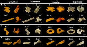 Studio sulla forma della pasta|Studio sulle forme della pasta|pasta piatta