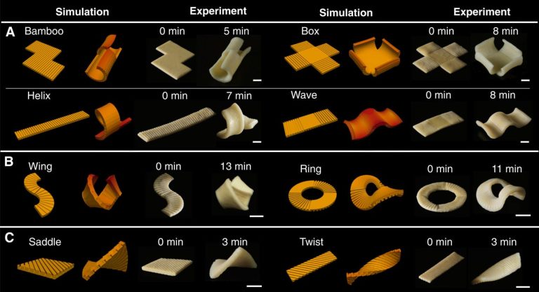 Studio sulla forma della pasta|Studio sulle forme della pasta|pasta piatta