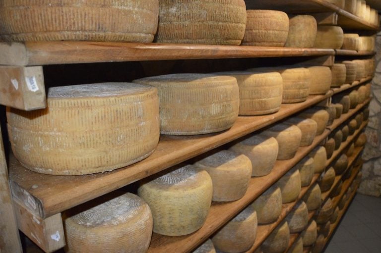 |Pecorino di Carmasciano - Carmasciando copia|conciato romano - Le Campestre 1 copia|conciato romano prima dell'affinamento - Le Campestre 2 copia|conciato romano all'interno del casale - Le Campestre 2 copia|Pecorino Bagnolese Classico 2 copia|Pecorino di Laticauda - Quercete 2 copia|pecore al pascolo - Le Campestre 2 copia