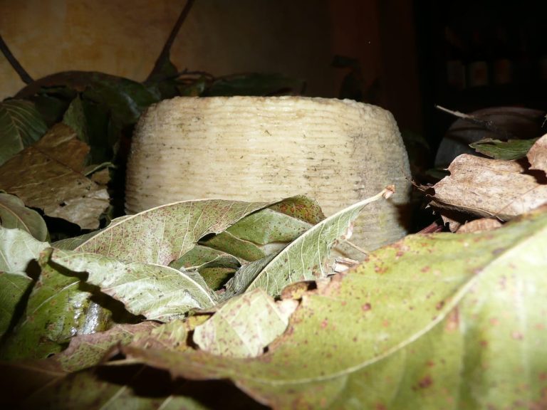 pecorino di Capracotta - Cooperativa agricola San Nicola