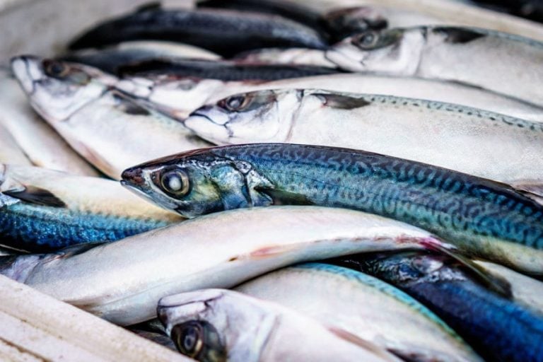 Pesce fresco||