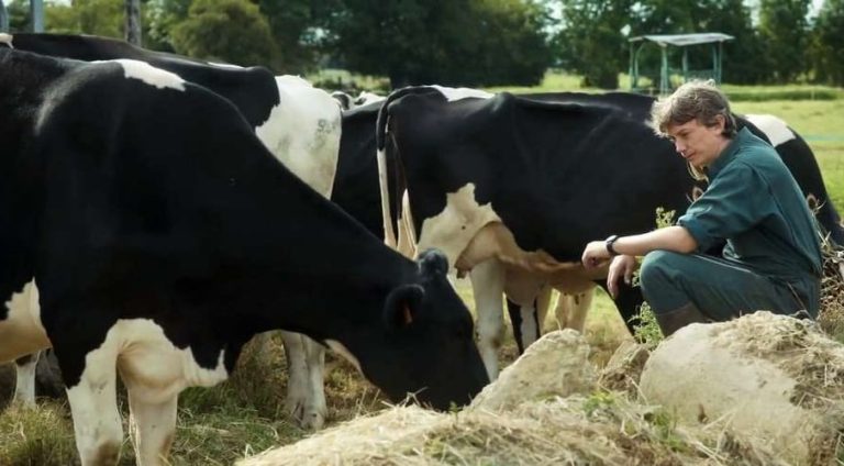 Un uomo e le sue mucche in un campo