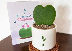 Scopri le idee regalo di San Valentino di Piantando