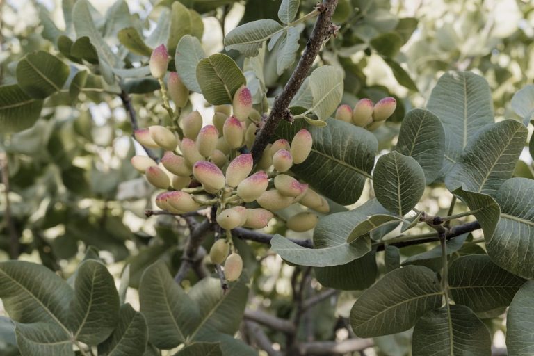 Pistacchi in maturazione sull'albero|Un albero di pistacchio|Pistacchi tostati|I panettoni al pistacchio di Bonfissuto