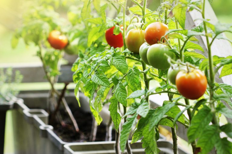 pomodori