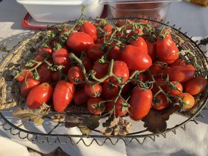 pomodoro cannellino flegreo||||