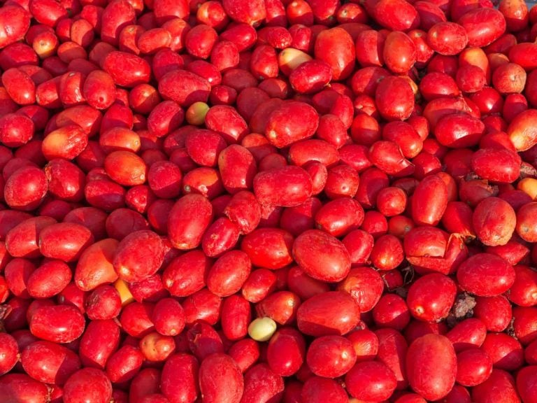 |Trasformazione di pomodori San Marzano - Miracolo di San Gennaro|Trasformazione di pomodori San Marzano - Miracolo di San Gennaro|Trasformazione di pomodori San Marzano - Miracolo di San Gennaro|Trasformazione di pomodori San Marzano - Miracolo di San Gennaro|Trasformazione di pomodori San Marzano - Miracolo di San Gennaro|Pomodori San Marzano - Miracolo di San Gennaro|Pomodori San Marzano - Miracolo di San Gennaro|Pomodori San Marzano - Miracolo di San Gennaro