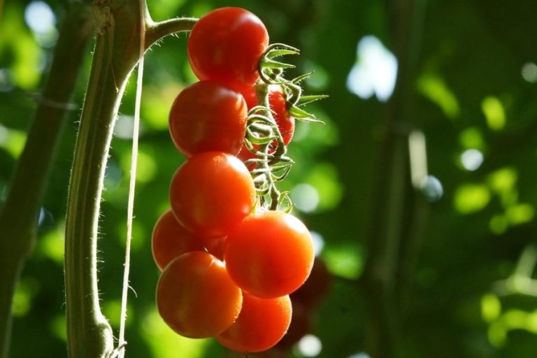 pomodori|Datterino pane e pomodoro_ANgelo Sabatelli. Foto Danilo Giaffreda