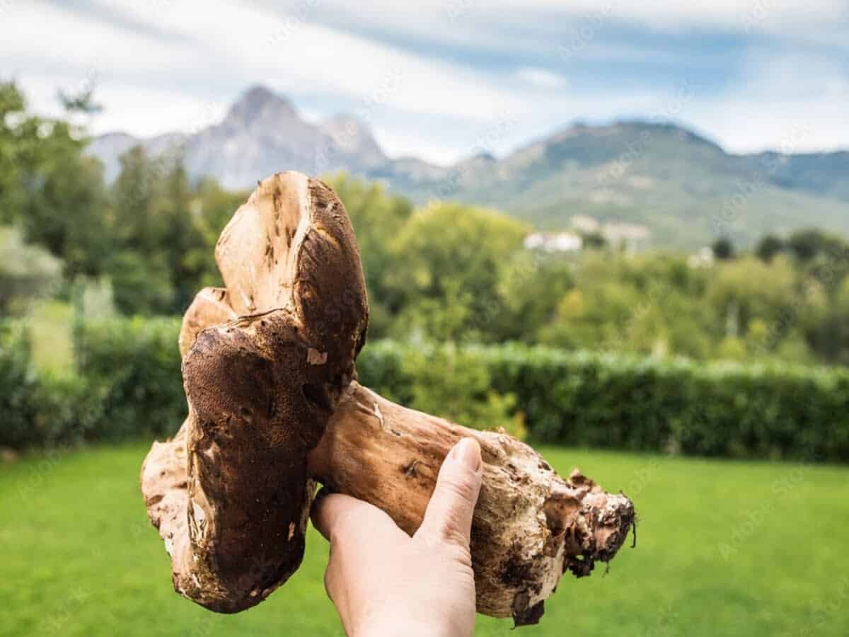 È tempo di funghi porcini. Ecco i migliori ristoranti dove mangiarli in Abruzzo