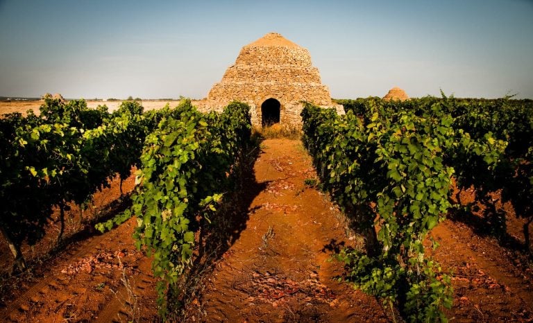 Un vigneto di primitivo in Puglia