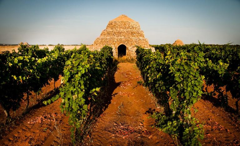 Le vigne del Primitivo a Manduria|Le vigne del Primitivo a Manduria