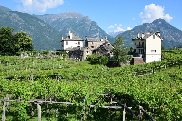 Vigneti a pergola di Prunent|Degustazione di Bettelmat|L'Osteria del Gallo Nero|Vigne di Prunent in Ossola|I produttori di Prunent||Vigne di Prunent