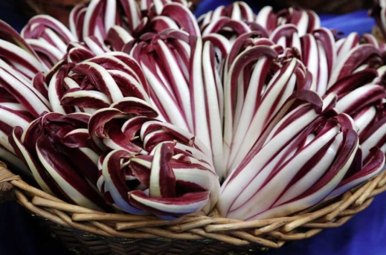 Radicchio rosso di Treviso|