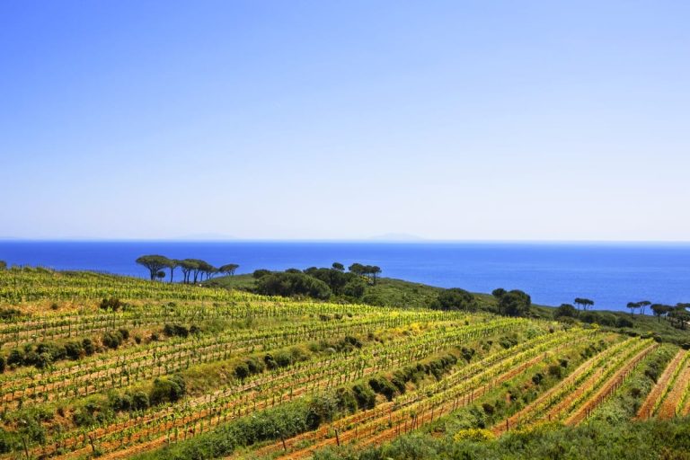 Isola d'Elba vino - RIPALTE VIGN|Isola d'Elba vino - RIPALTE poggio turco vigna orrizz|Isola d'Elba vino - Acquabona Cote di Siterno Lacona|Isola d'Elba vino - POSIZIONAMENTO IN ACQUA DELLE NASSE CONTENENTI L'UVA|Isola d'Elba vino - Azienda Agricola Arrighi