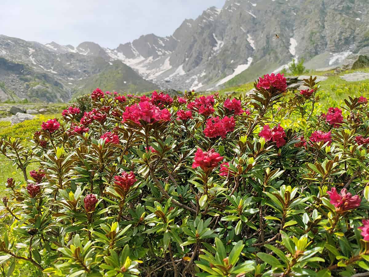 Rododendro - foto di Daniela Falco - Concorso fotografico organizzato da Osservatorio Nazionale Miele