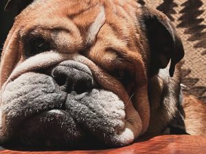 Roscoe Hamilton bulldog vegano