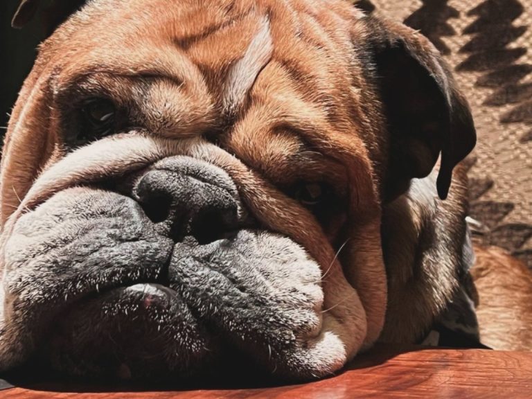 Roscoe Hamilton bulldog vegano