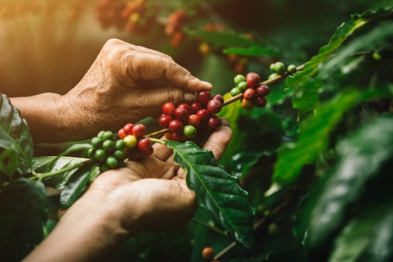 Pianta del caffè