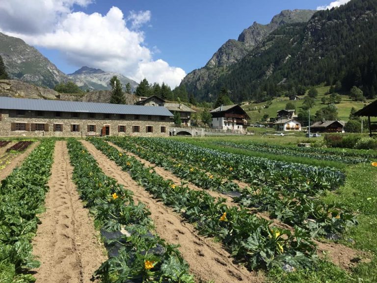 Campo coltivato in montagna a Gressoney|i produttori di Samstag Mart|Forme di toma di Gressoney|Mucche al pascolo in alpeggio|i biscotti valdostani di C'era una volta|Il pane dell'agripanetteria la terra che ride|Campo di grano in montagna|le patate di Paysage a Manger|Ortaggi al mercato di Samstag Mart