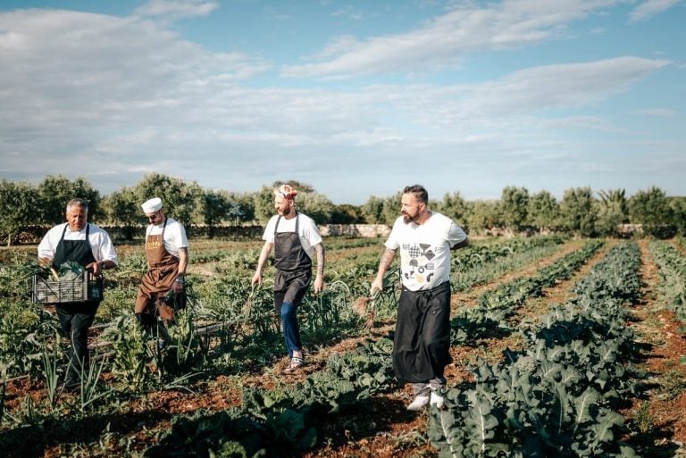 Chef in campo per la raccolta dei cavoli in Puglia per NoMenu alle Cantine San Marzano|La cucina di NoMenu