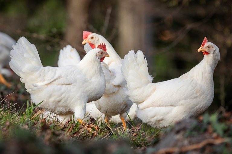 Galline ovaiole nel bosco|Galline selvagge della Val Seriana|Il pollaio nel bosco