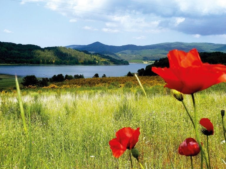 Un paesaggio della Sila|bieta a coste colorate|Diverse varietà di pomodoro in ceste di vimini|Lago con conifere in Sila|Marianna con due cipolle rosse in mano|L'orto de Le Delizie di Marianna|La serra de Le Delizie di Marianna
