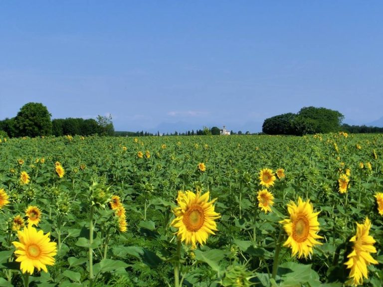 Un campo di girasoli