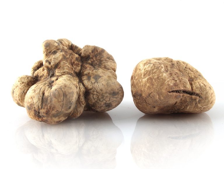 ||Tartufo Appennino food-AESTIVUM|TECA-VAPORE-GRAIN Tartufo Appennino food-|TECA-VAPORE-GRAIN Tartufo Appennino food-