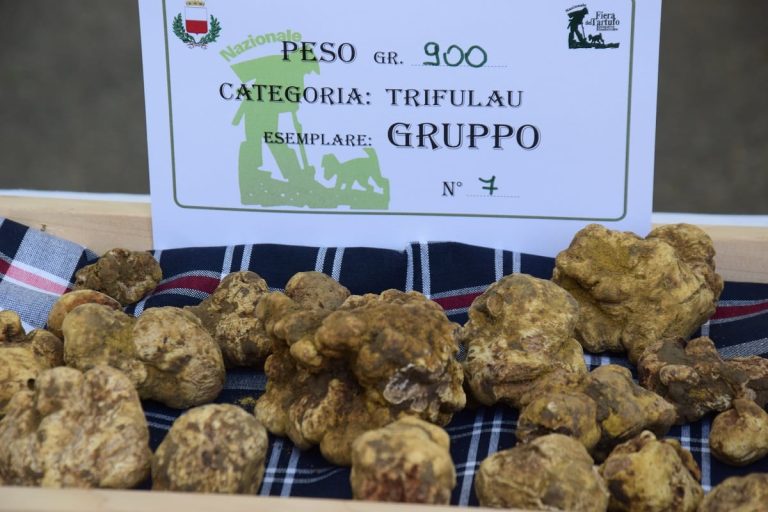 Tartufi bianchi a Moncalvo|Annusare un tartufo attraverso il respira tartufo|Un piatto col tartufo alla Locanda del Sant'Uffizio