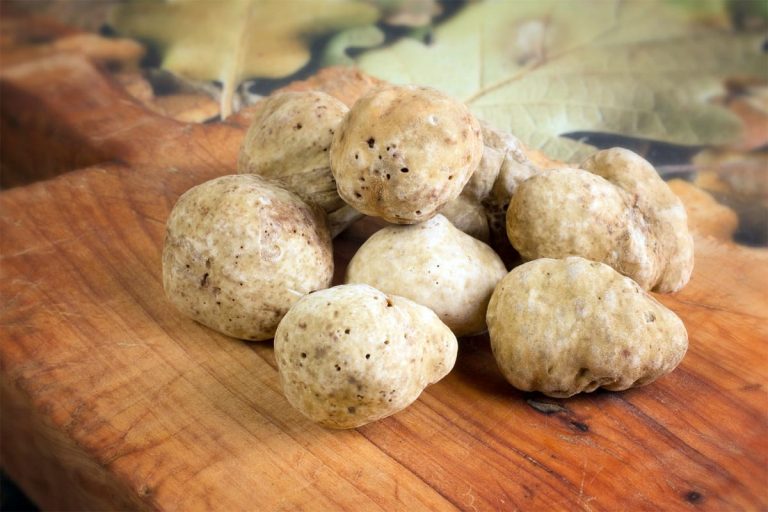 tartufi bianchi su tagliere|Tartufo bianco appena cavato|Piantine di roverella micorizzate in vivaio|Impianto radicale con micelio di tartufo bianco