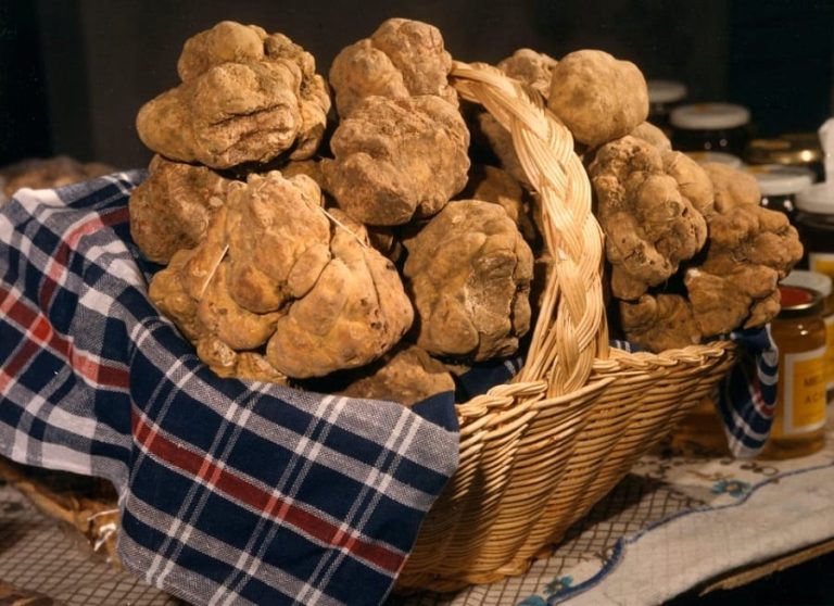 Un cesto di tartufi bianchi|Un render del MUDET