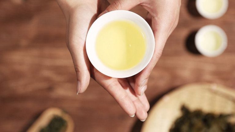 Tazza di tè|Fiore di camellia sinensis|Piantagione di tè a Capannori|Degustazione di tè
