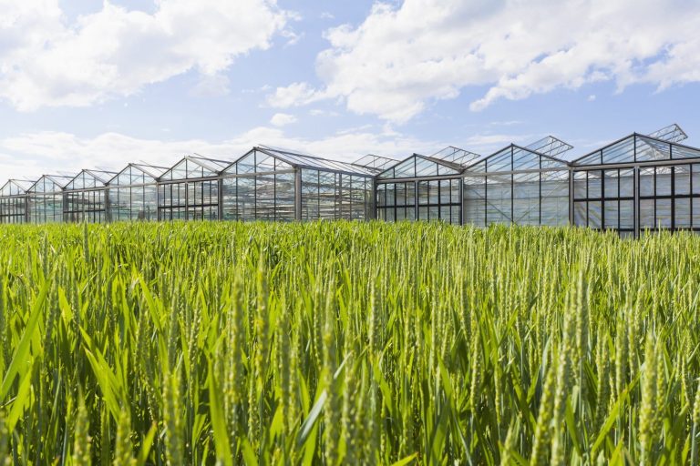 Serre in campo di cereali|Carne vegetale di Impossible Foods nel carrello|Farina di insetti